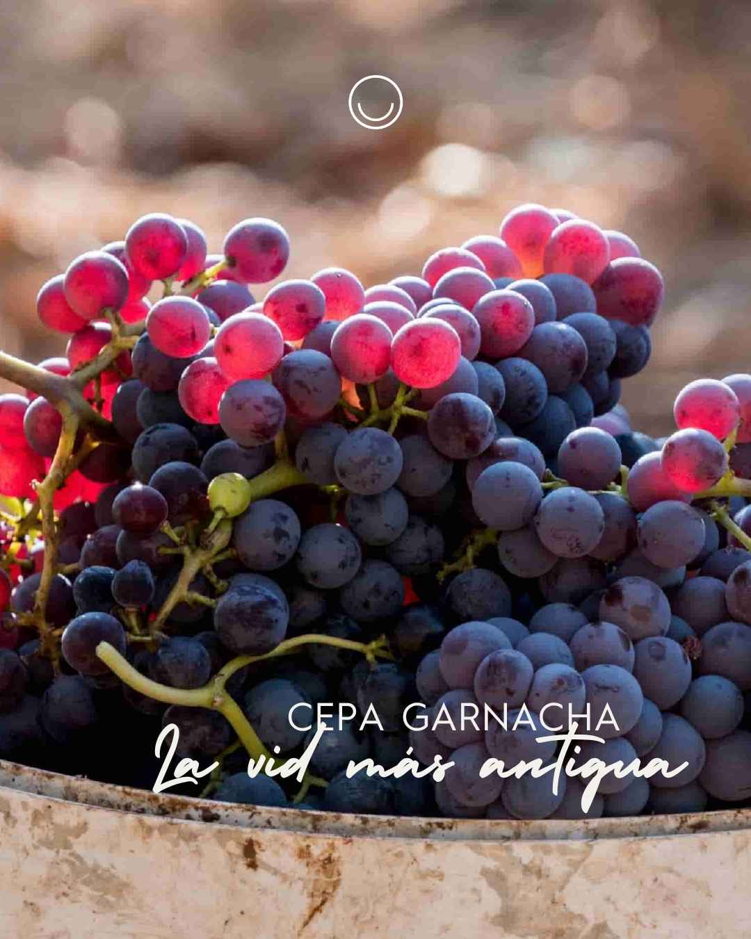 Instagram post created for Vinoteca